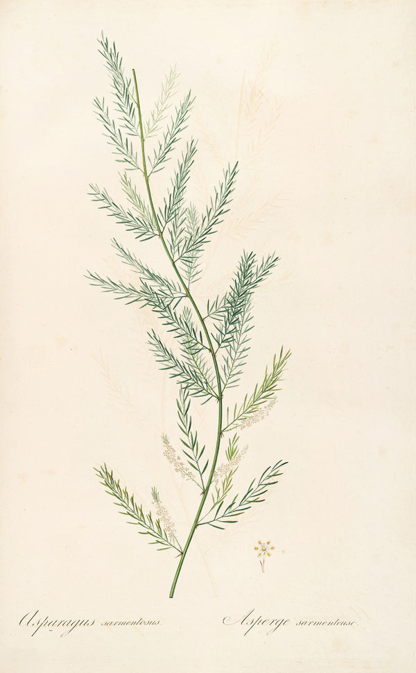 Pierre-Joseph Redouté — Les Liliacées: Asparagus sarmentosus | Botanical Illustration Print