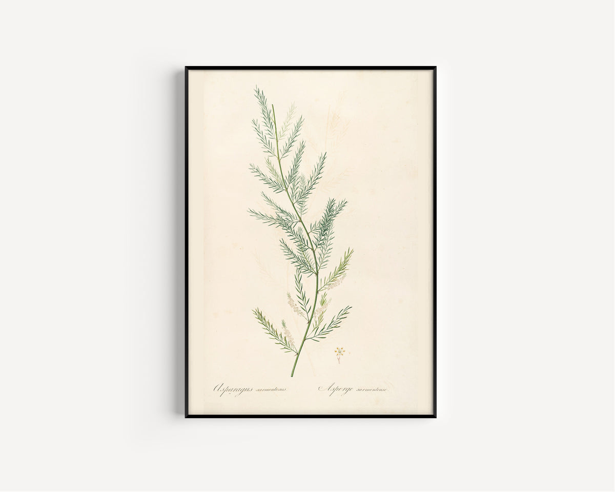 Pierre-Joseph Redouté — Les Liliacées: Asparagus sarmentosus | Botanical Illustration Print