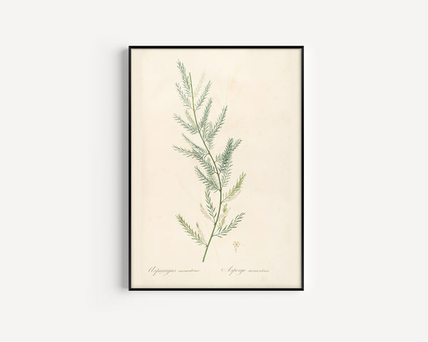 Pierre-Joseph Redouté — Les Liliacées: Asparagus sarmentosus | Botanical Illustration Print