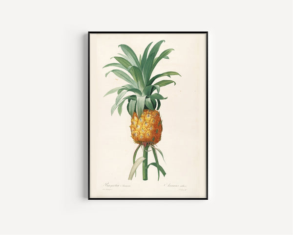 Pierre-Joseph Redouté — Les Liliacées: Bromelia Ananas (Pineapple) | Botanical Illustration Print