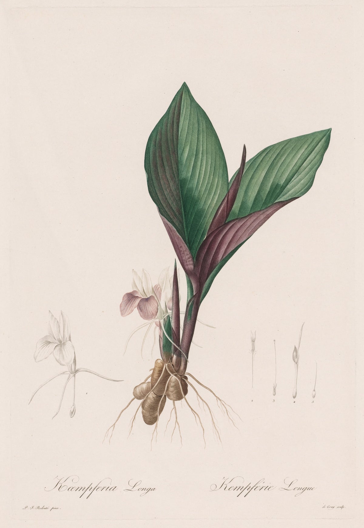 Les Liliacées: Kaempferia Longa by Pierre-Joseph Redouté — A pale pink flower at the base of two broad green and purple leaves