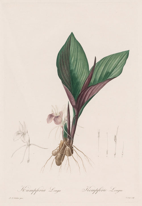Les Liliacées: Kaempferia Longa by Pierre-Joseph Redouté — A pale pink flower at the base of two broad green and purple leaves