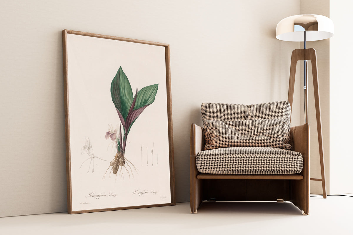 Framed art print of Les Liliacées: Kaempferia Longa by Pierre-Joseph Redouté, leaning against a wall beside an armchair and a floor lamp