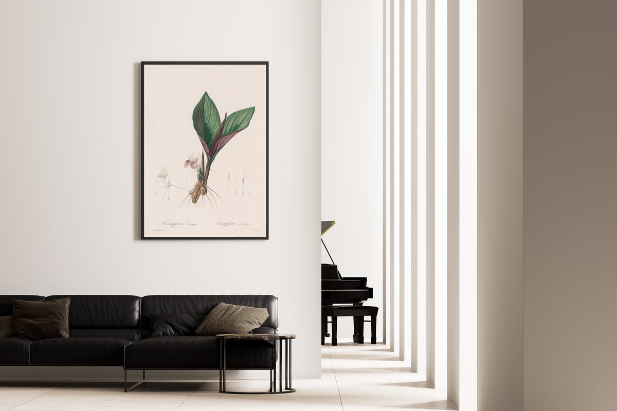 Framed art print of Les Liliacées: Kaempferia Longa by Pierre-Joseph Redouté, on the wall of a minimal living room
