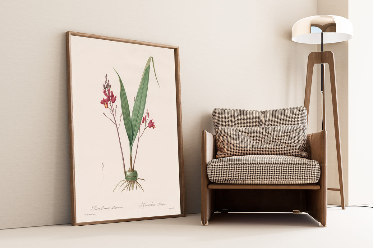 Framed art print of Les Liliacées: Limodorum Purpureum by Pierre-Joseph Redouté, leaning against a wall beside an armchair and a floor lamp