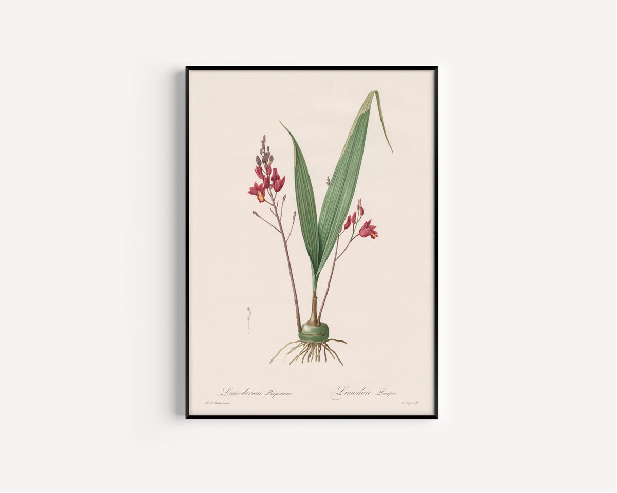 Framed art print of Les Liliacées: Limodorum Purpureum by Pierre-Joseph Redouté, in a slim black frame on a plain white wall