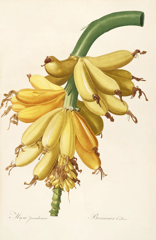 Pierre-Joseph Redouté — Les Liliacées: Musa paradisiaca | Botanical Illustration Print