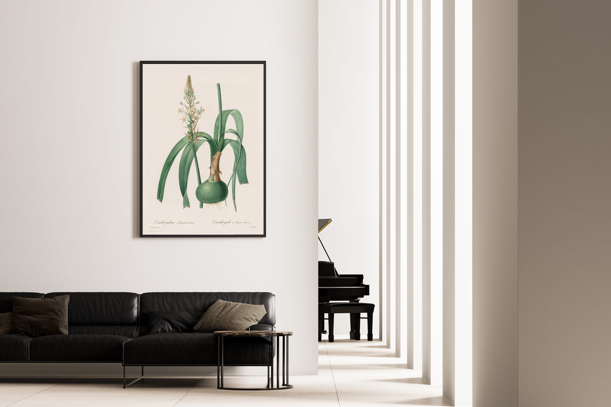 Framed art print of Les Liliacées: Ornithogalum longibracteatum by Pierre-Joseph Redouté, on the wall of a minimal living room