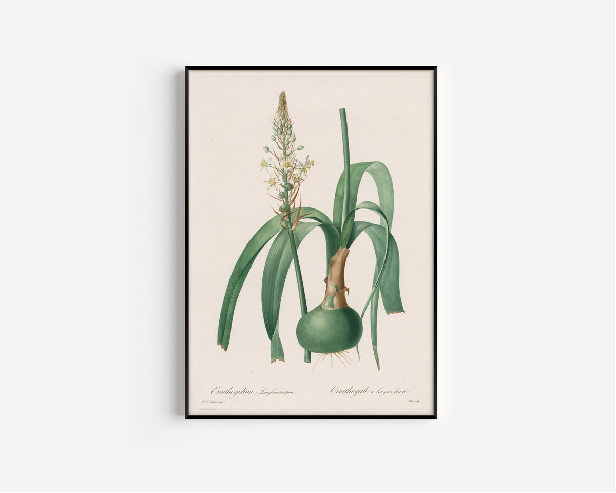 Framed art print of Les Liliacées: Ornithogalum longibracteatum by Pierre-Joseph Redouté, in a slim black frame on a plain white wall