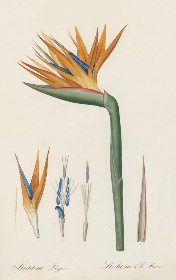 Pierre-Joseph Redouté — Les Liliacées: Strelitzia reginae | Botanical Illustration Print