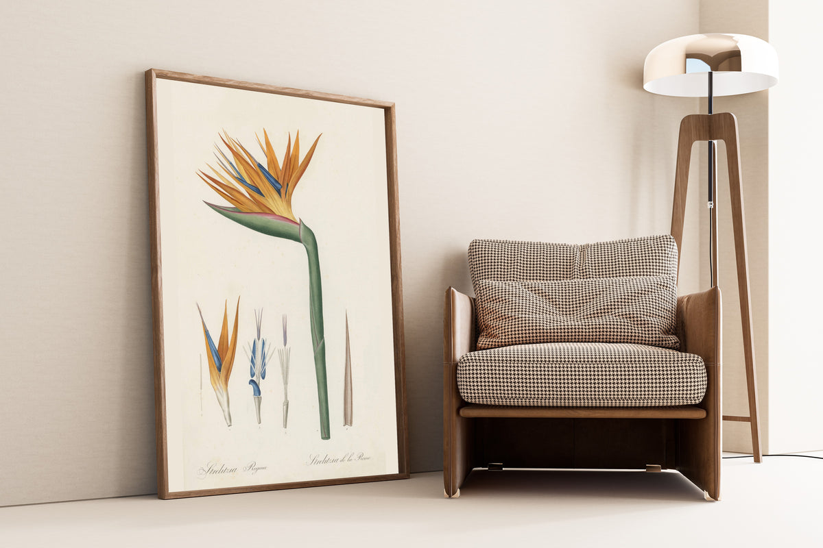 Pierre-Joseph Redouté — Les Liliacées: Strelitzia reginae | Botanical Illustration Print
