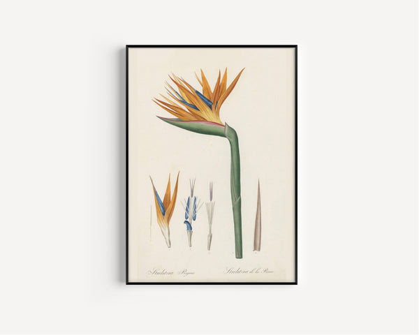 Pierre-Joseph Redouté — Les Liliacées: Strelitzia reginae | Botanical Illustration Print