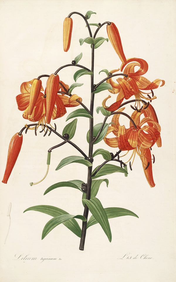 Pierre-Joseph Redouté — Les Liliacées: Tiger Lily (Lilium Tigrinum) | Botanical Illustration Print