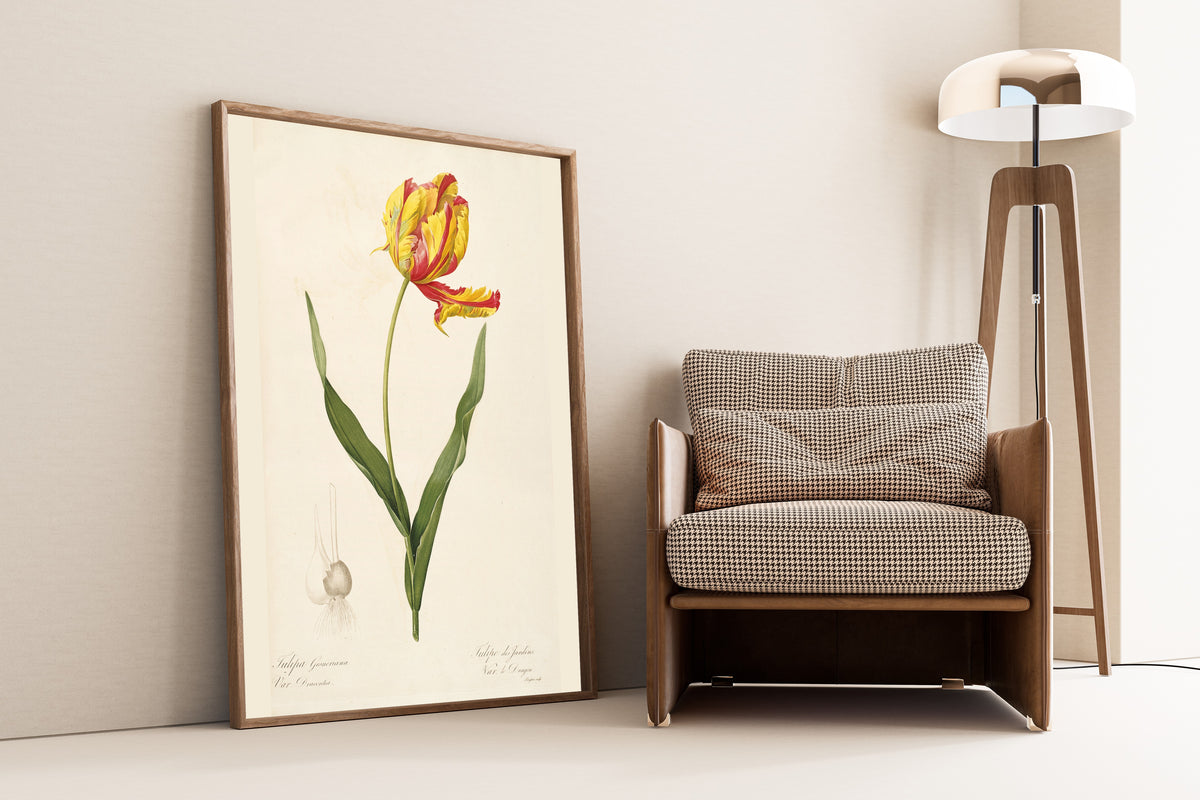 Pierre-Joseph Redouté — Les Liliacées: Tulipa Gesneriana, Var. Dracontia | Botanical Illustration Print
