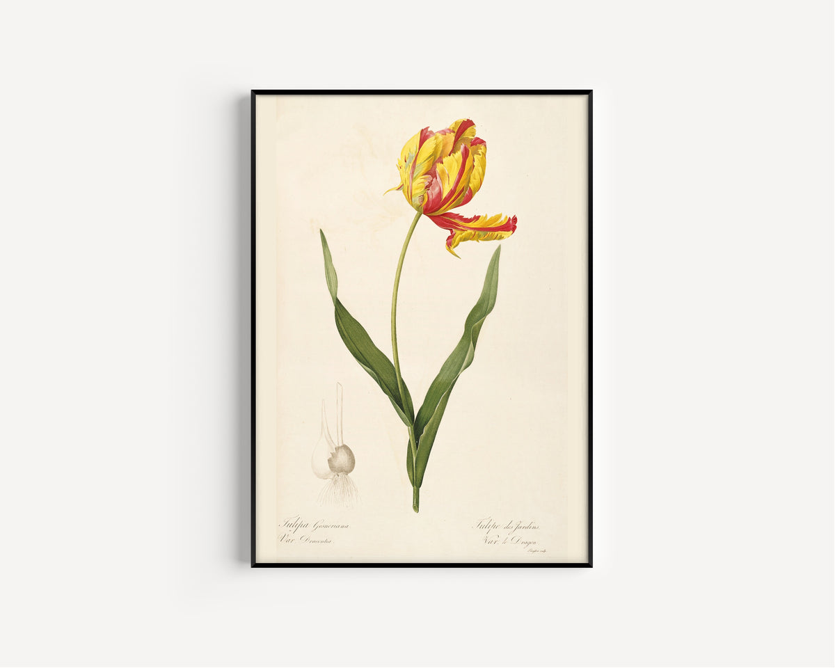 Pierre-Joseph Redouté — Les Liliacées: Tulipa Gesneriana, Var. Dracontia | Botanical Illustration Print