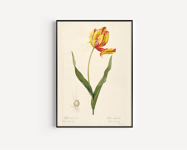 Pierre-Joseph Redouté — Les Liliacées: Tulipa Gesneriana, Var. Dracontia | Botanical Illustration Print