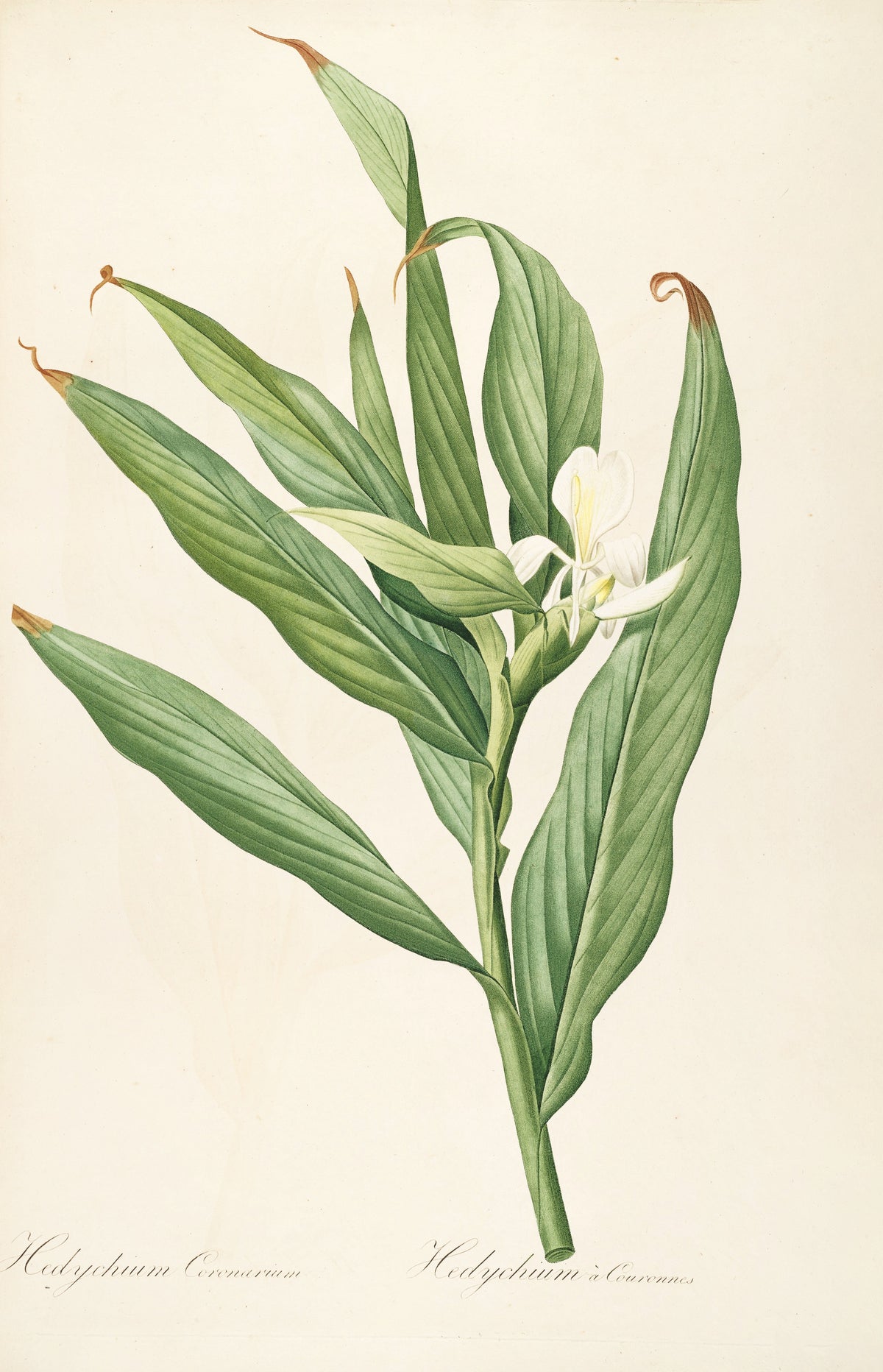 Les Liliacées, Plate 16: Hedychium Coronarium by Pierre-Joseph Redouté — A white flower among long pointed leaves on a tall green stem