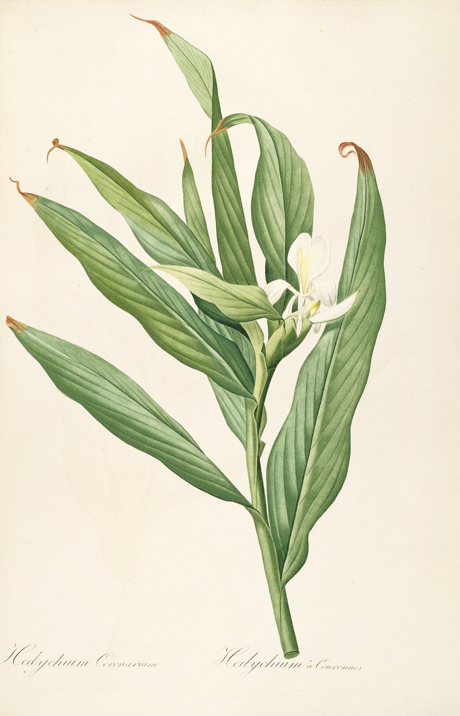 Pierre-Joseph Redouté — Les Liliacées, Plate 16: Hedychium Coronarium | Botanical Illustration Print shown to scale on a wall above a sofa
