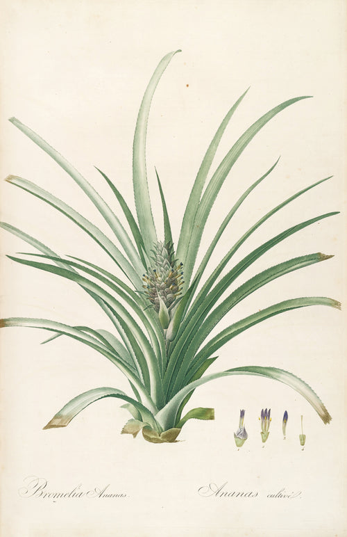 Les Liliacées, Plate 34: Bromelia Ananas by Pierre-Joseph Redouté — A pineapple plant with a young fruit among long spiny leaves