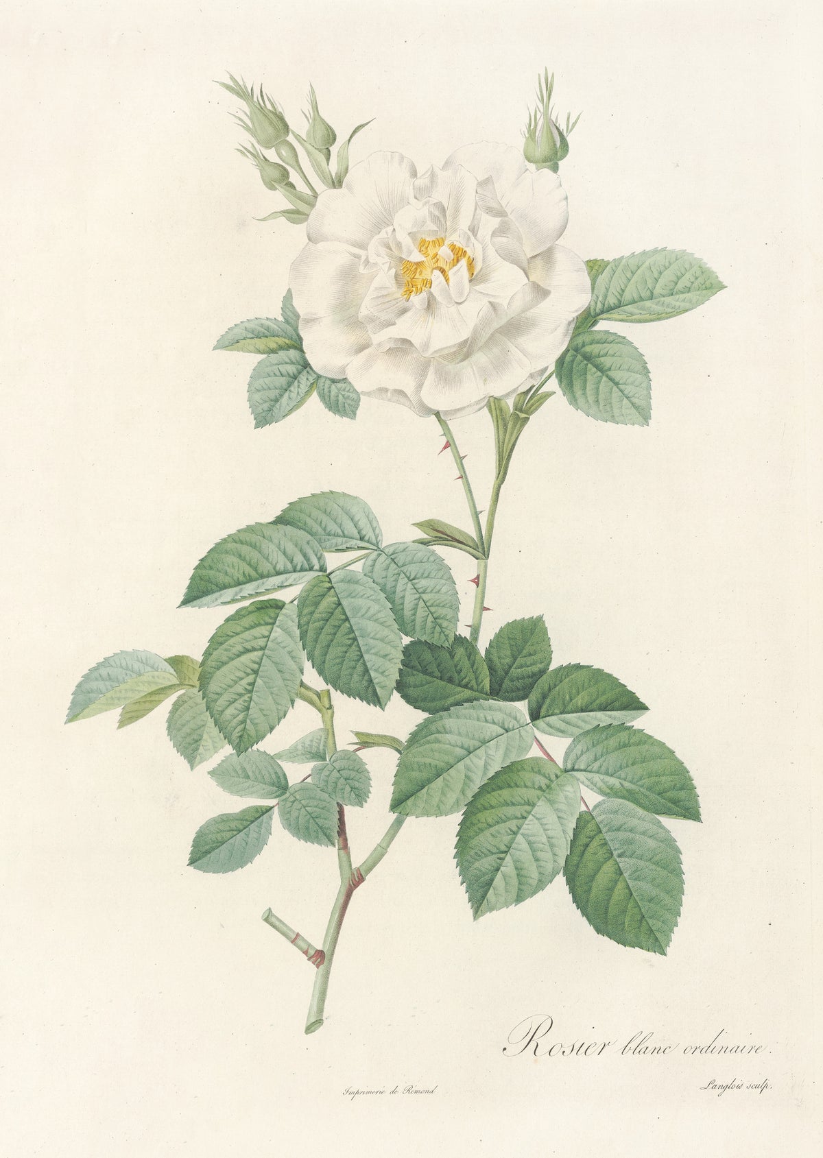 Les Roses: Rosa Alba Flore Pleno by Pierre-Joseph Redouté — A ruffled white rose with a golden heart above pale green leaves