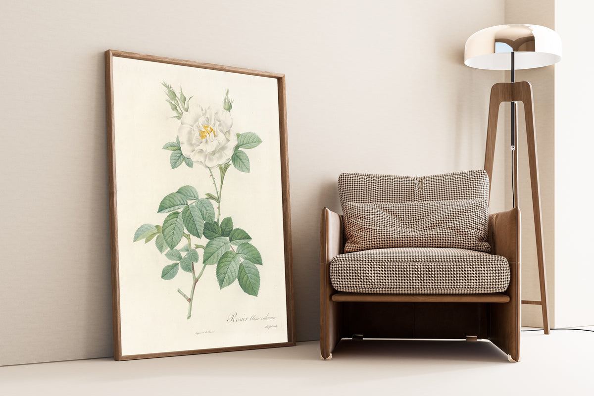 Framed art print of Les Roses: Rosa Alba Flore Pleno by Pierre-Joseph Redouté, leaning against a wall beside an armchair and a floor lamp