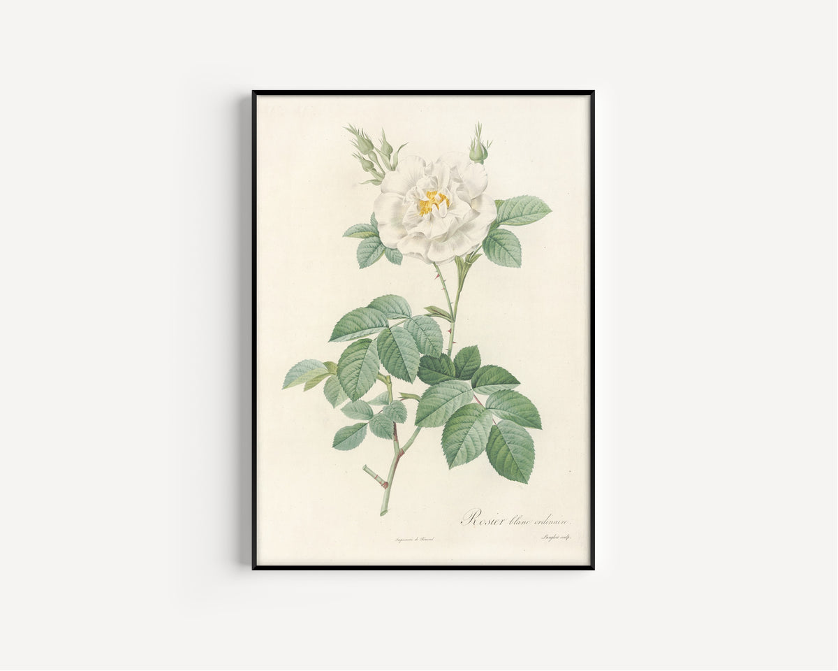 Framed art print of Les Roses: Rosa Alba Flore Pleno by Pierre-Joseph Redouté, in a slim black frame on a plain white wall