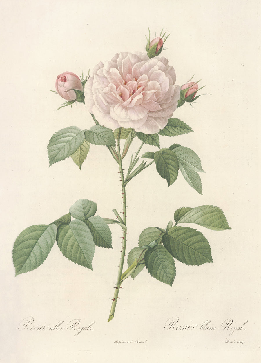 Pierre-Joseph Redouté — Les Roses: Rosa Alba Regalis | Botanical Illustration Print shown to scale on a wall above a sofa