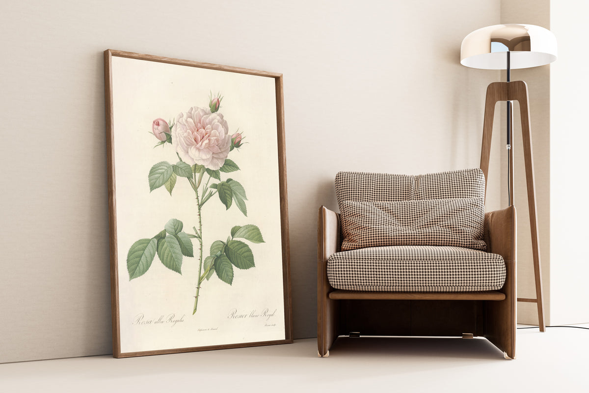 Framed art print of Les Roses: Rosa Alba Regalis by Pierre-Joseph Redouté, leaning against a wall beside an armchair and a floor lamp