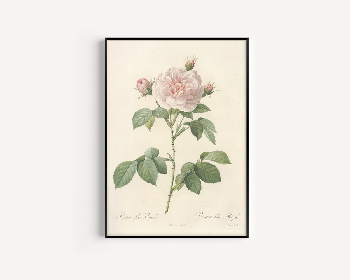 Framed art print of Les Roses: Rosa Alba Regalis by Pierre-Joseph Redouté, in a slim black frame on a plain white wall