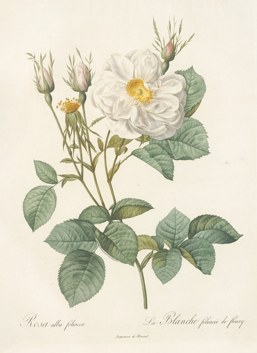 Pierre-Joseph Redouté — Les Roses: Rosa Alba foliacea | Botanical Illustration Print shown to scale on a wall above a sofa