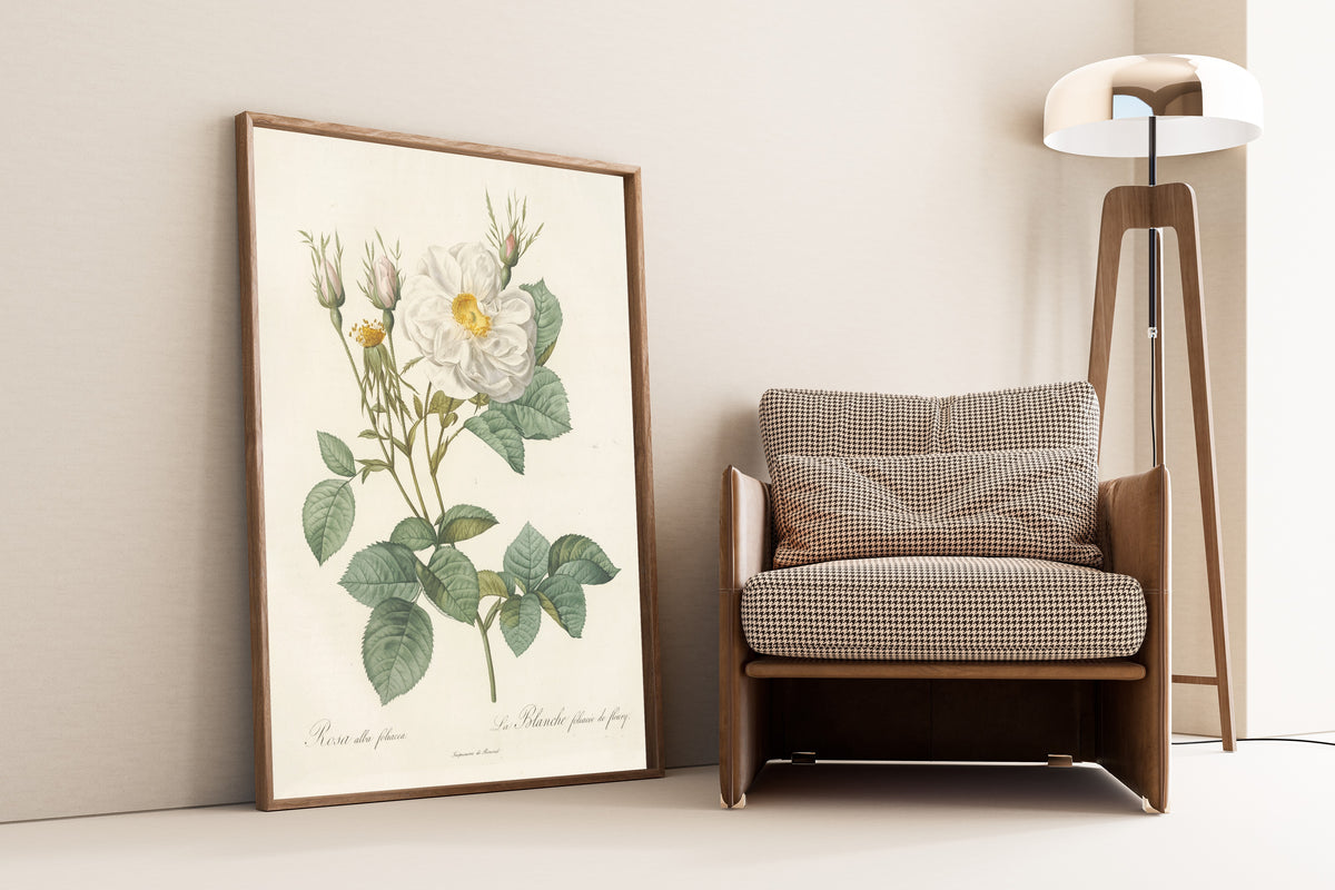 Framed art print of Les Roses: Rosa Alba foliacea by Pierre-Joseph Redouté, leaning against a wall beside an armchair and a floor lamp