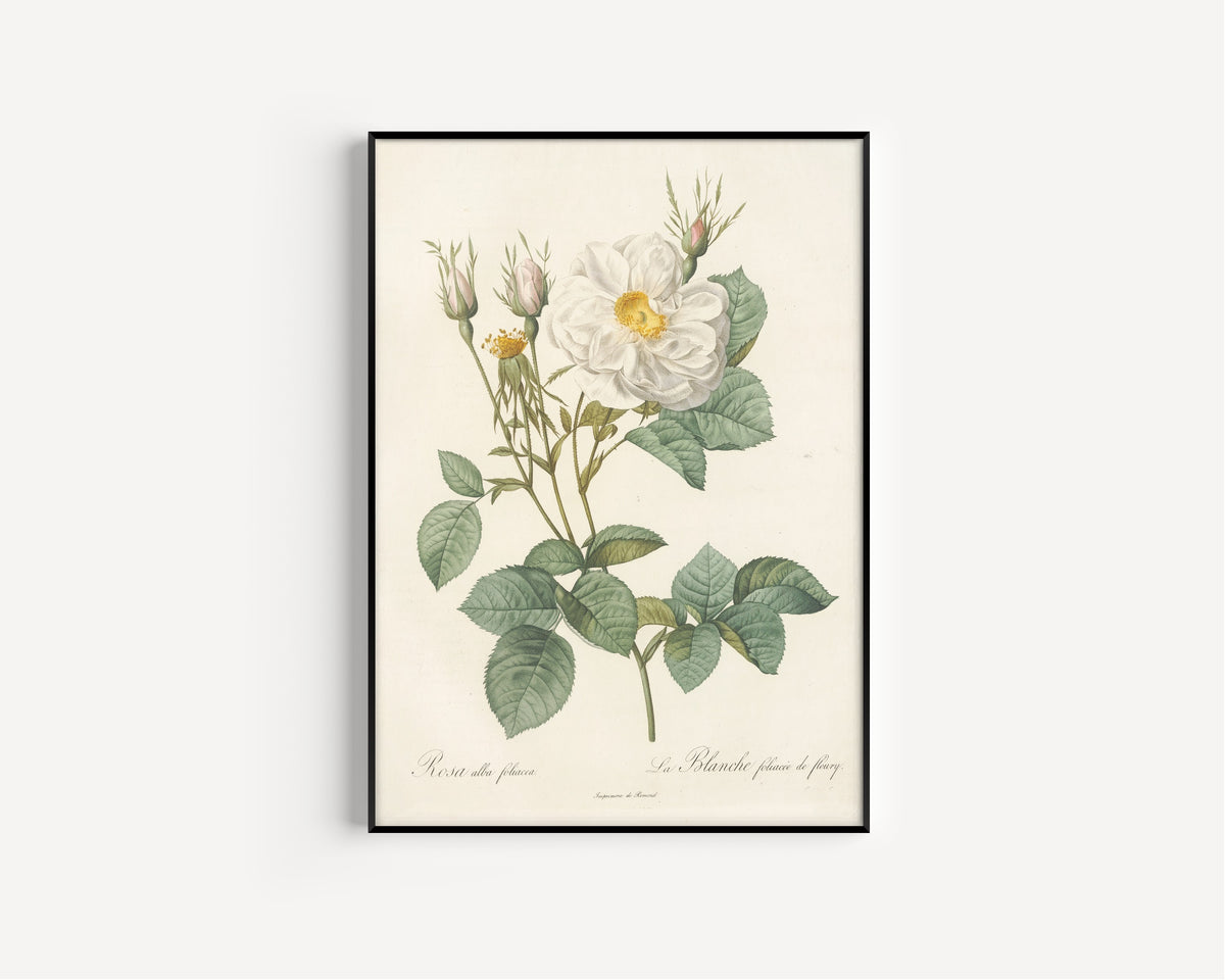 Framed art print of Les Roses: Rosa Alba foliacea by Pierre-Joseph Redouté, in a slim black frame on a plain white wall