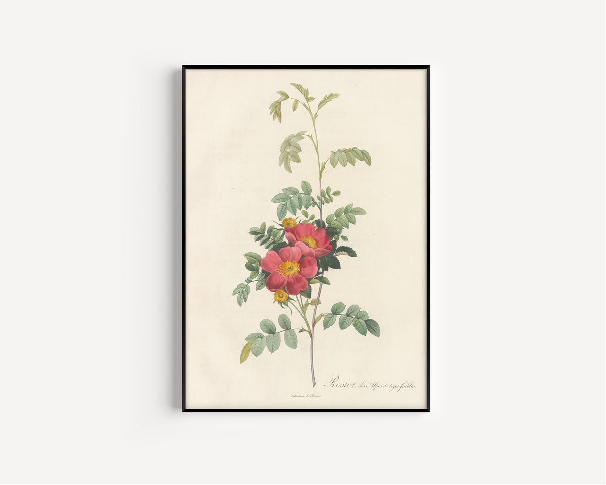 Framed art print of Les Roses: Rosa Alpina Debilis by Pierre-Joseph Redouté, in a slim black frame on a plain white wall