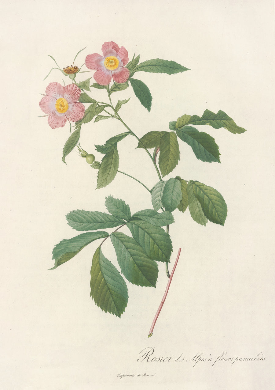 Pierre-Joseph Redouté — Les Roses: Rosa Alpina Flore Variegato | Botanical Illustration Print shown to scale on a wall above a sofa