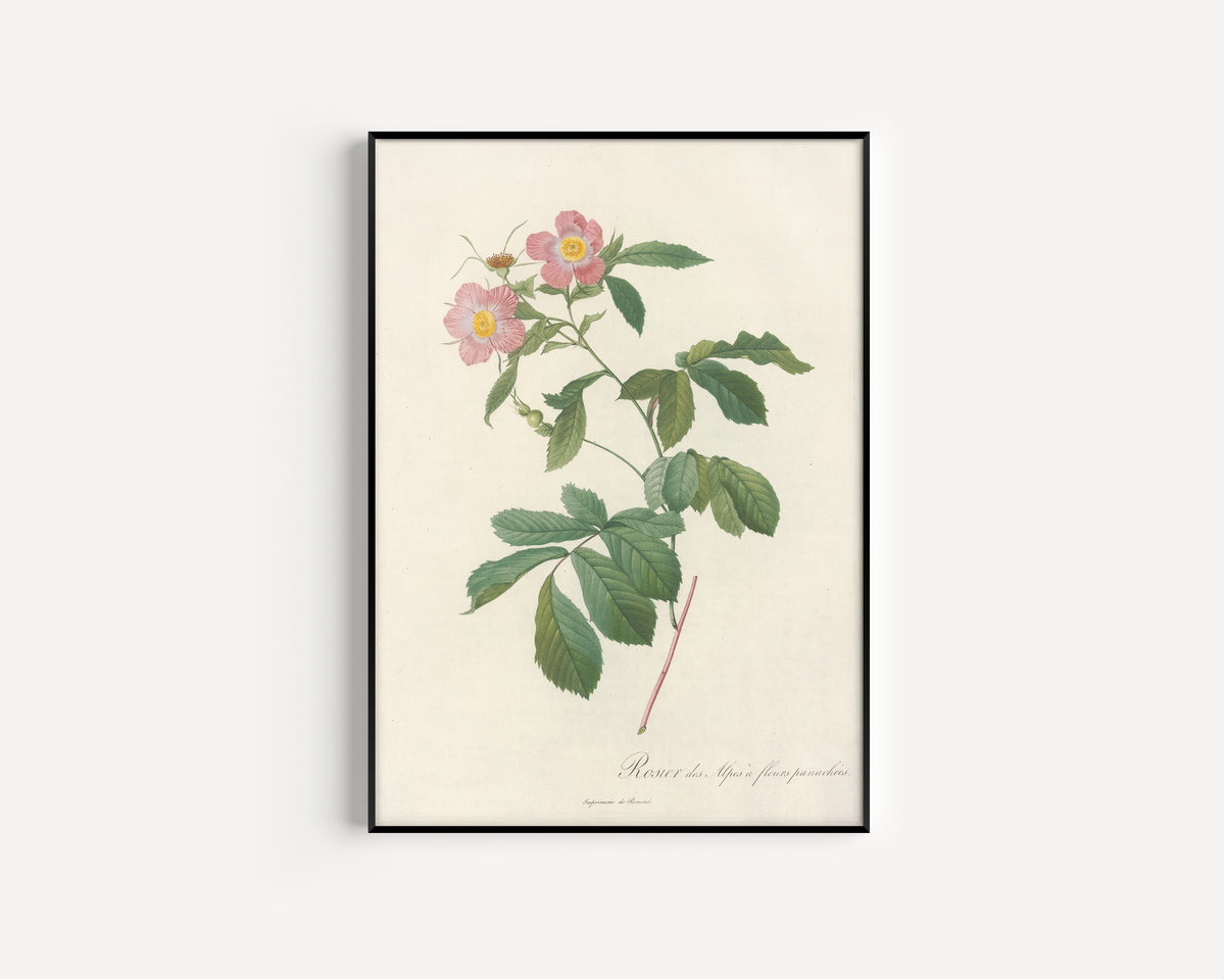 Framed art print of Les Roses: Rosa Alpina Flore Variegato by Pierre-Joseph Redouté, in a slim black frame on a plain white wall