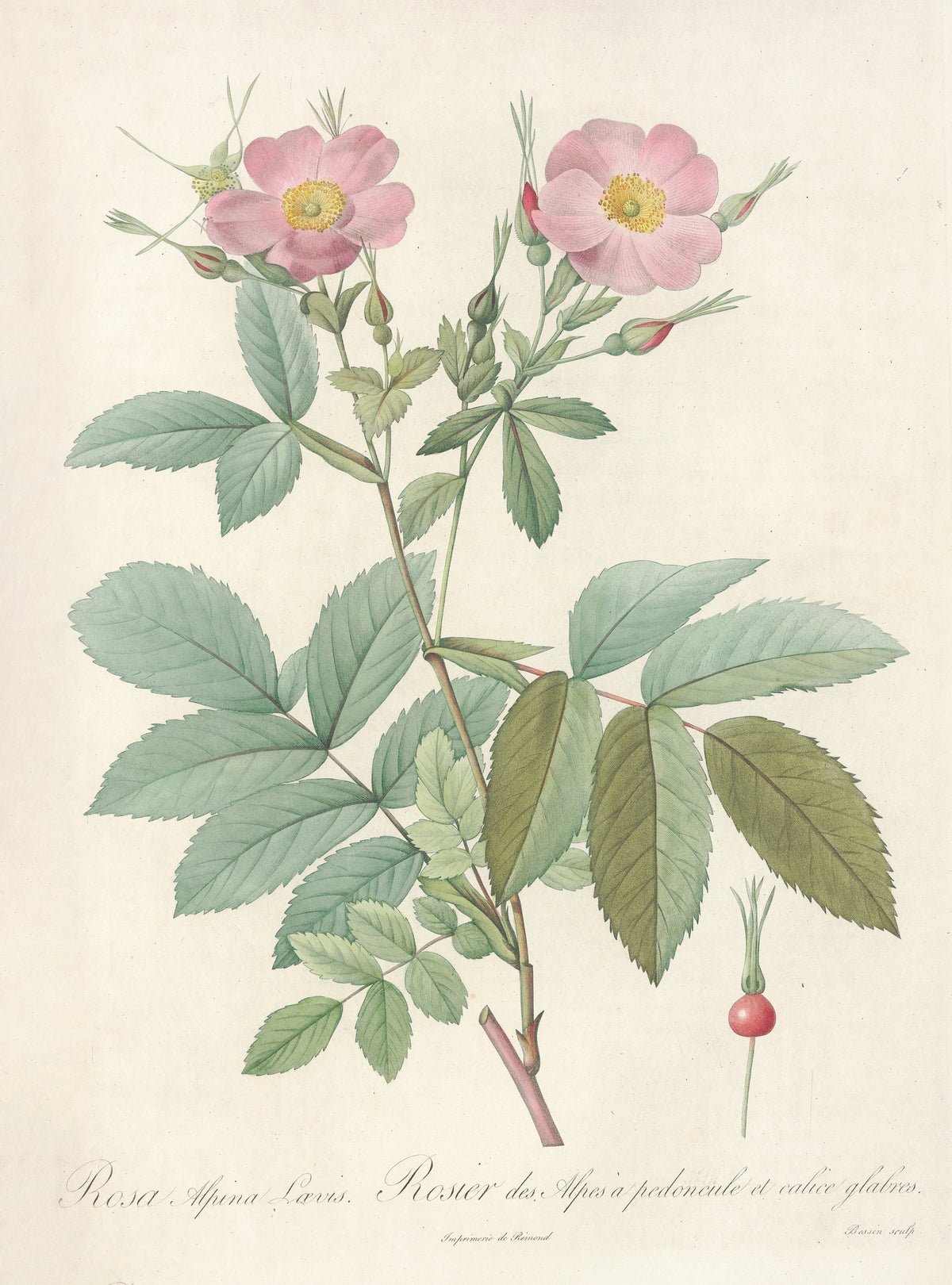 Les Roses: Rosa Alpina Laevis by Pierre-Joseph Redouté — Two open pink roses with yellow centres and a bright red hip