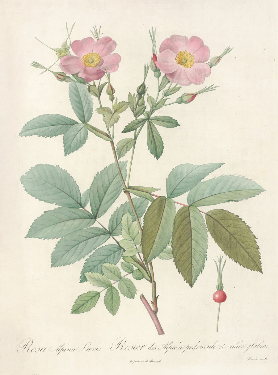 Pierre-Joseph Redouté — Les Roses: Rosa Alpina Laevis | Botanical Illustration Print shown to scale on a wall above a sofa