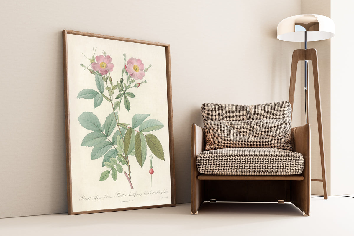 Framed art print of Les Roses: Rosa Alpina Laevis by Pierre-Joseph Redouté, leaning against a wall beside an armchair and a floor lamp