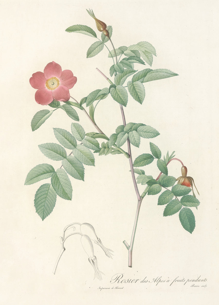 Pierre-Joseph Redouté — Les Roses: Rosa Alpina Pendulina | Botanical Illustration Print shown to scale on a wall above a sofa