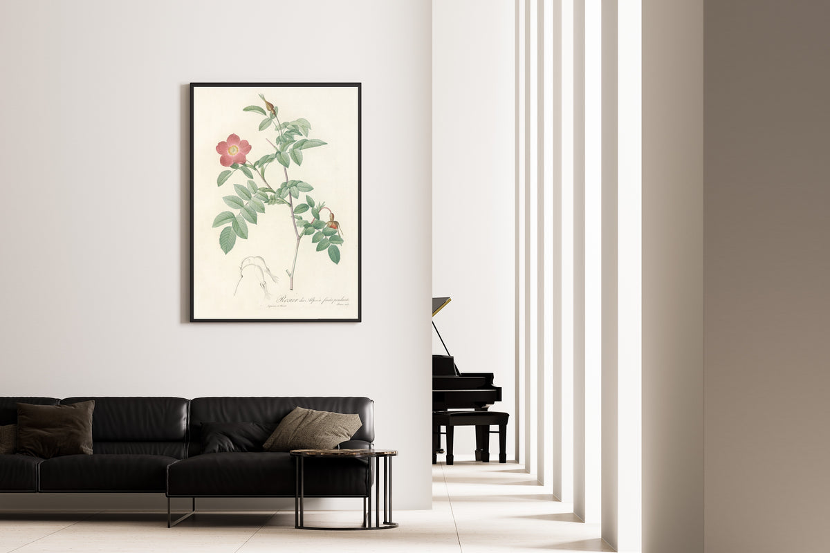 Framed art print of Les Roses: Rosa Alpina Pendulina by Pierre-Joseph Redouté, on the wall of a minimal living room