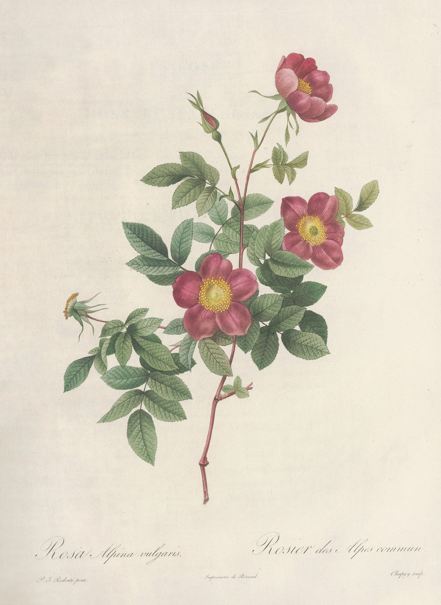 Pierre-Joseph Redouté — Les Roses: Rosa Alpina Vulgaris | Botanical Illustration Print shown to scale on a wall above a sofa