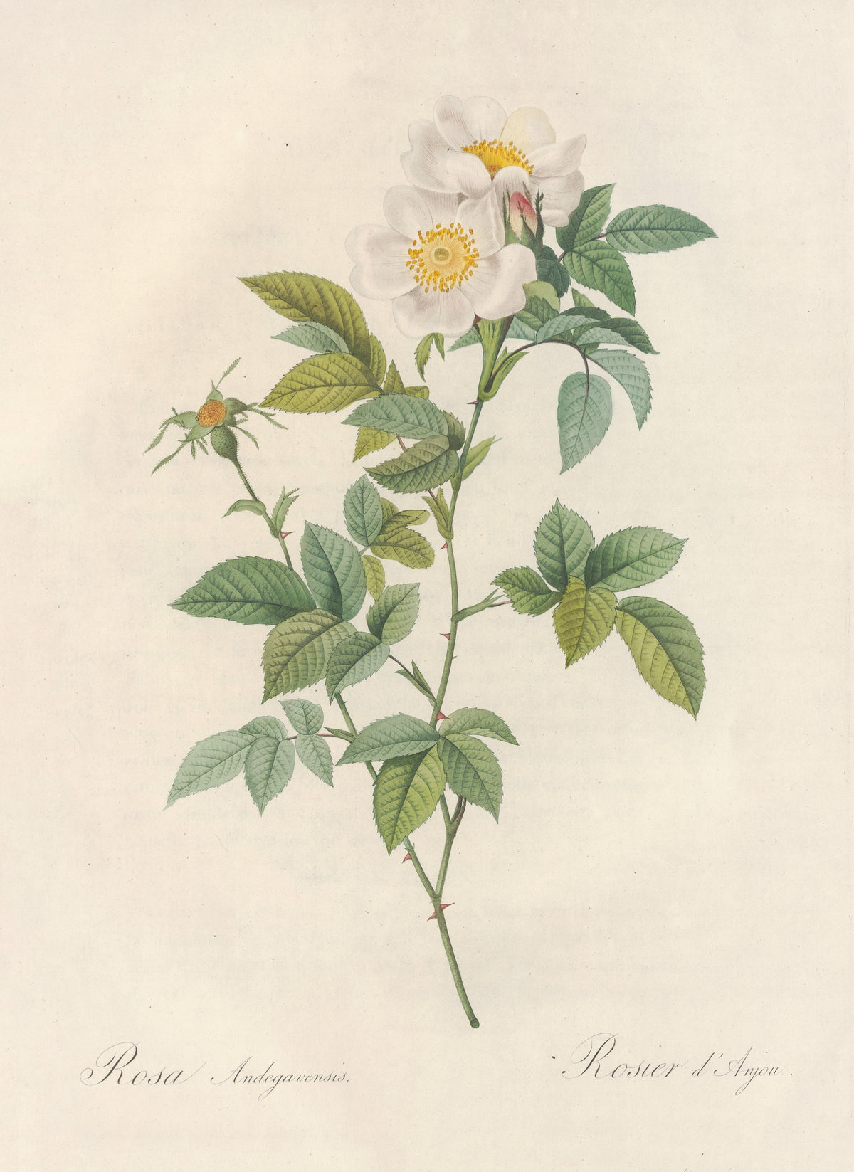 Les Roses: Rosa Andegavensis by Pierre-Joseph Redouté — Two white single roses with golden stamens on a slim green branch