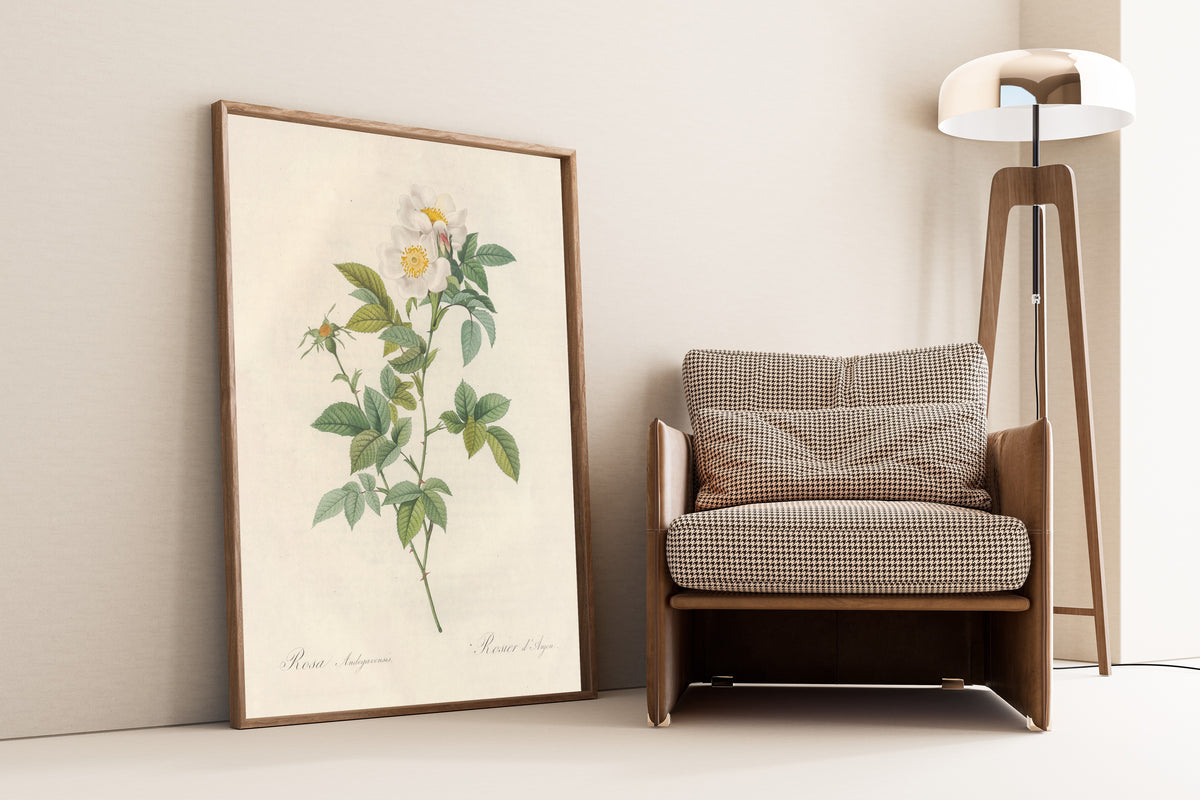 Framed art print of Les Roses: Rosa Andegavensis by Pierre-Joseph Redouté, leaning against a wall beside an armchair and a floor lamp