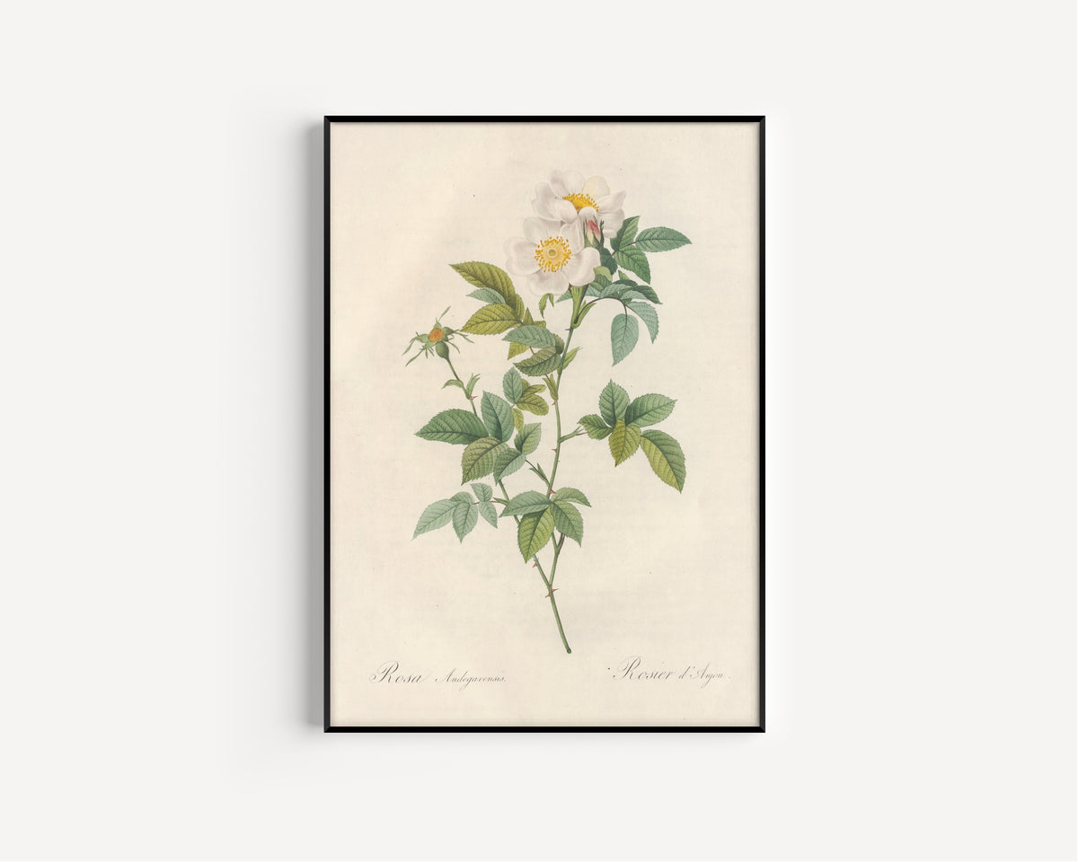Framed art print of Les Roses: Rosa Andegavensis by Pierre-Joseph Redouté, in a slim black frame on a plain white wall
