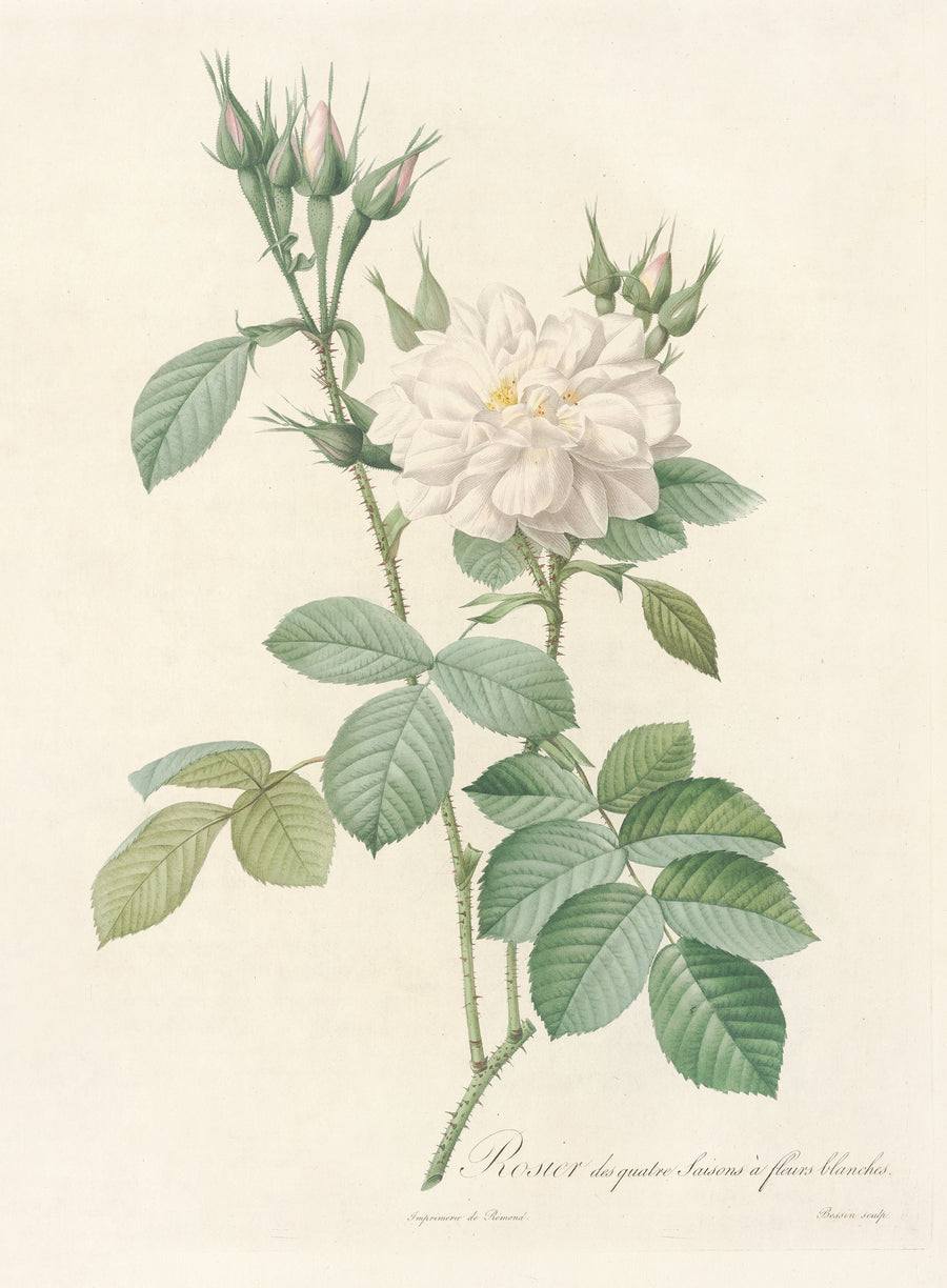 Pierre-Joseph Redouté — Les Roses: Rosa Bifera Alba | Botanical Illustration Print shown to scale on a wall above a sofa