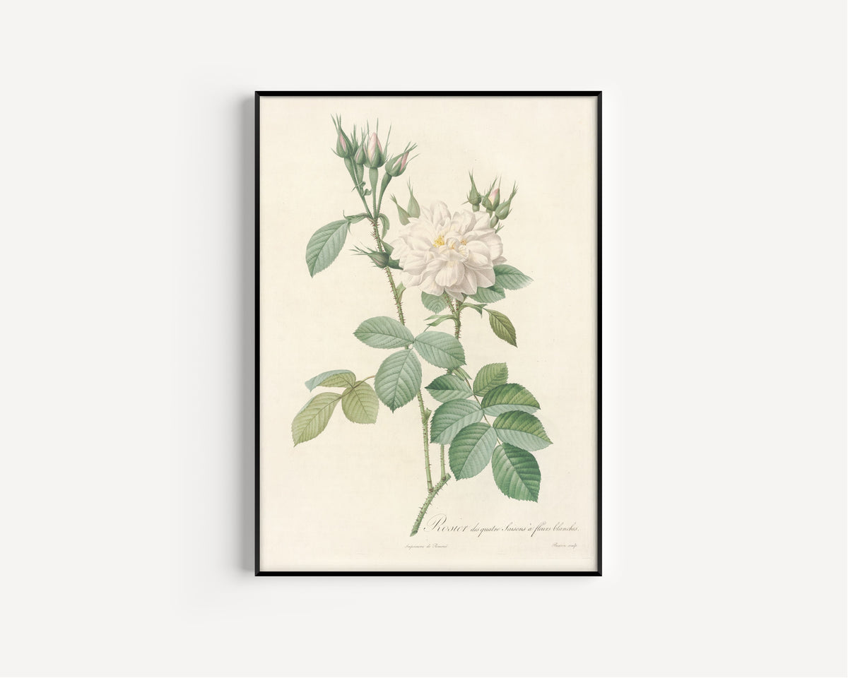 Framed art print of Les Roses: Rosa Bifera Alba by Pierre-Joseph Redouté, in a slim black frame on a plain white wall