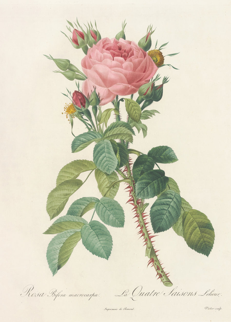 Pierre-Joseph Redouté — Les Roses: Rosa Bifera Macrocarpa | Botanical Illustration Print shown to scale on a wall above a sofa