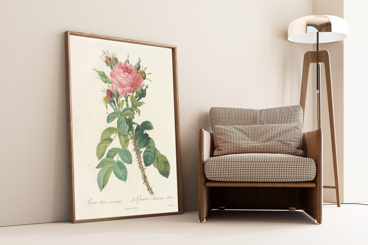 Framed art print of Les Roses: Rosa Bifera Macrocarpa by Pierre-Joseph Redouté, leaning against a wall beside an armchair and a floor lamp