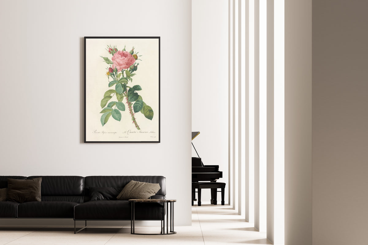 Framed art print of Les Roses: Rosa Bifera Macrocarpa by Pierre-Joseph Redouté, on the wall of a minimal living room