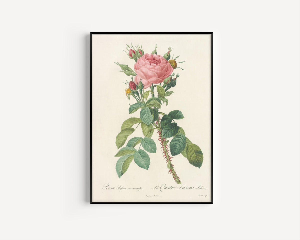 Framed art print of Les Roses: Rosa Bifera Macrocarpa by Pierre-Joseph Redouté, in a slim black frame on a plain white wall